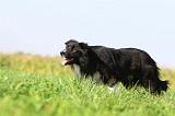 BORDER COLLIE 1419